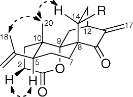 Image result for Ptycholobium contortum