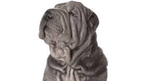 Justanswer.com has been visited by 100k+ users in the past month How Often Should I Bathe My Dog