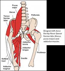 The groin muscles are delicate and sensitive. Groin Pain In Athletes Central Health Physiotherapy