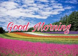 Beautiful good morning with flowers video, good morning, flowers. 100 Good Morning Nature Images Hd Quotes Wishes 2021 Collection