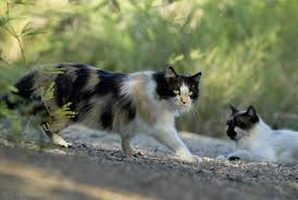 Jul 14, 2017 · cats often sleep and chill out during the day because of the heat, which is why you need to provide it with a safe and cool place. Feral Cats Save A Kitty