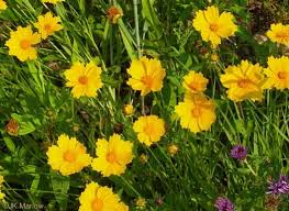 Image result for Polysphaeria lanceolata