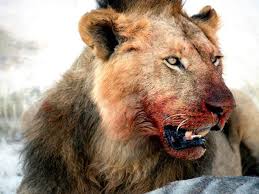 Www Stuffkit Com 8 Jpg 1 024 768 Pixels Dangerous Animals Wild Cats Animal Attack