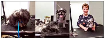 Adopt a dog, cat, or exotic pet today! Groomer Saves The Day For Shelter Shih Tzu Clare County Cleaver