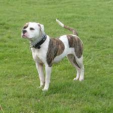It has often been called heroic, and when deployed against an intruder it is nearly unstoppable. American Bulldog
