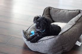 Your puppy won't find their voice right away. When Did Your Puppy Start Barking Schnauzers