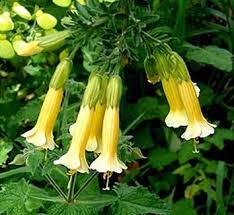 Image result for Cantua