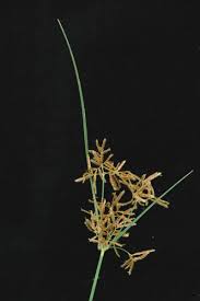 Image result for Cyperus sp.no.9