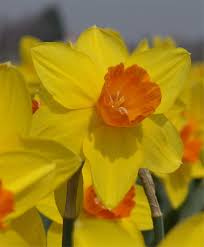 Narcissus Ceylon Large Cupped Narcissi Narcissi Flower Bulb Index Narcissus Flower Bulb Flowers Narcissus