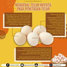 Check spelling or type a new query. Mengenal Telur Infertil Pada Penetasan Telur Podomoro Poultry Equipment