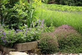Nepeta 'cat's pajamas' is a true breakthrough in catmint breeding. Catmint Plant Companions Learn About Plants That Work With Catmint
