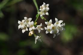 Image result for Pavetta stenosepala