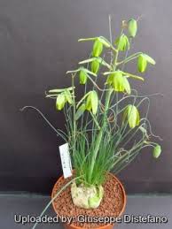 Image result for Albuca nigritana