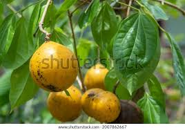 Image result for Strychnos