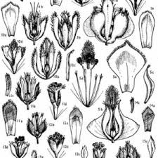 Image result for Eriocaulon buchananii