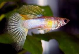 Sailfin Pingu Guppy Guppy Fish Betta Aquarium Guppy