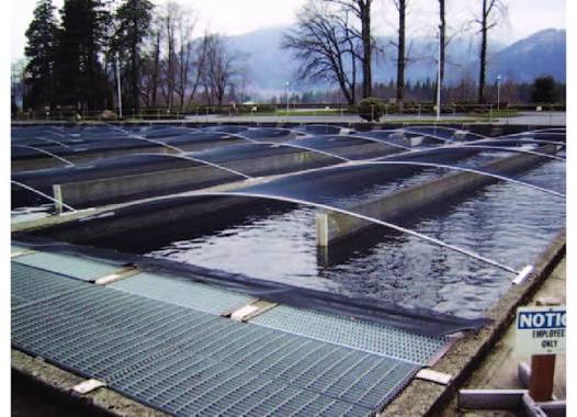 11 Hatchery raceways at Bonneville Dam. Covers protect the young salmon...  | Download Scientific Diagram