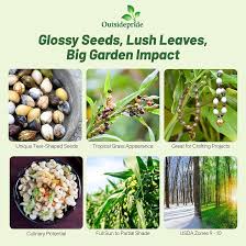 Image result for Coix lacryma-jobi