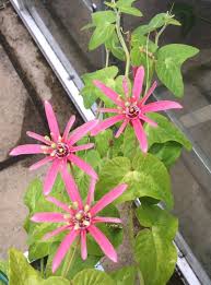 Image result for Passiflora sanguinolenta