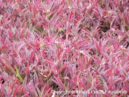 Image result for Cyanotis axillaris