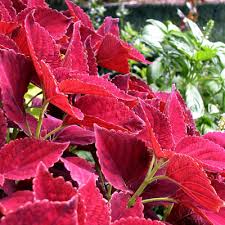 Image result for Coleus melleri
