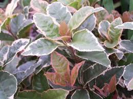 Image result for Ardisia