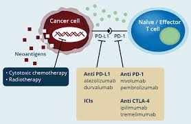 Image result for Immune Checkpoint Inhibitor