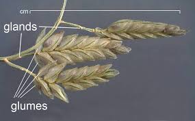 Image result for Eragrostis minor