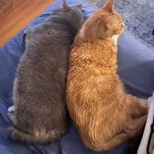 We look forward to meeting you! Daly Companion Pet Care Llc Littleton Co