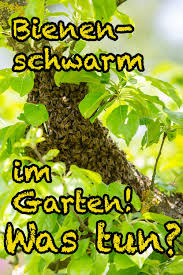 Bienenschwarm Im Garten Was Kann Man Tun Krauterkeller Bienenschwarm Gesund Leben Bienen