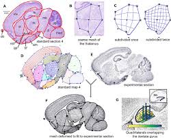 We did not find results for: P7 Mouse Brain Atlas Construction And Application A Standard Download Scientific Diagram
