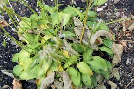 Image result for Angraecopsis gracillima