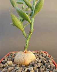 Image result for Monadenium fwambense