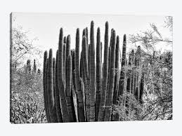 One place to see saguaros in abundance is at the saguaro national park near tucson, arizona. Black Arizona Series Big Cactus Canvas Philippe Hugonnard Icanvas