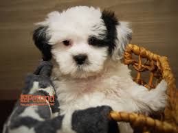 Check spelling or type a new query. Bichon Frise Shih Tzu Dog Male Brown 2716227 Petland Iowa City