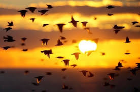 My Definition Of Family Is Unity I Think A Flock Of Birds Symbolize S A Family Because They Stay Together But At Bird Photography Life Is Beautiful Pictures