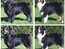 Locus a, locus b, locus e, locus d. Common Black Australian Shepherd Color Patterns Hubpages