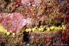 Image result for Kotschya ochreata