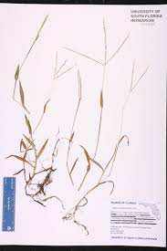 Image result for Digitaria longiflora
