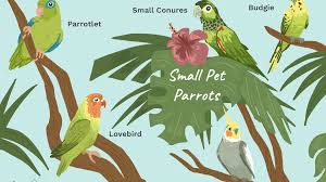 Pet shops near me that sell birds. A List Of 5 Types Of Small Parrots