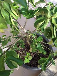 It can lead to some palm tree diseases or even kill the palms if not saved on time. Treating An Overwatered Citrus I Think Help