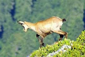 самый большой конь в мире занесенный в книгу гиннеса Zhivotnye Krasnaya Kniga Krasnodarskogo Kraya