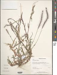 Image result for Pogonarthria squarrosa