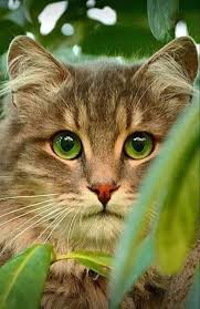 8 Amazing Places You Must Visit If You Love Cats And Kittens 2020 Kediler Ve Yavrulari Guzel Kediler Hayvan Fotografciligi