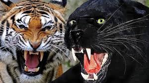 Armored finds from september 2020, metaldetecting ,panther, tiger i, tiger ii, t34, bergepanther, if8, maultier, panzer i, panzer ii. Who Will Win A Fight Between Black Panther Bagheera Vs Bengal Tiger Shere Khan Quora