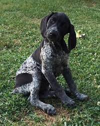 Sources also say the german wirehaired pointers' family tree carries the wirehaired pointing griffon, german rough haired pointers, water dogs from poland and interestingly, foxhounds and bloodhounds. 47 Best Black German Short Haired Pointers Ideas German Shorthair German Shorthaired Pointer Pointer Puppies