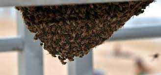 Homeadvisor is the simplest way to find and book bird removal services near you. Bee Removal Phoenix Get Rid Of Bees Phoenix Call Now