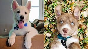 Husky Lab Mix Temperament And Puppy Stages Lab Husky Mix Facts