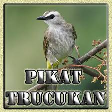 Kedepannya, kami akan selalu update aplikasi ini semoga bermanfaat buat kita semua terima kasih banyak yah. Kicau Pikat Burung Trucukan For Android Apk Download