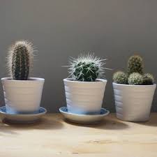 Featured items you may like. Cactus Ikea Comment Les Choisir Et Les Entretenir Cactus Encyclo